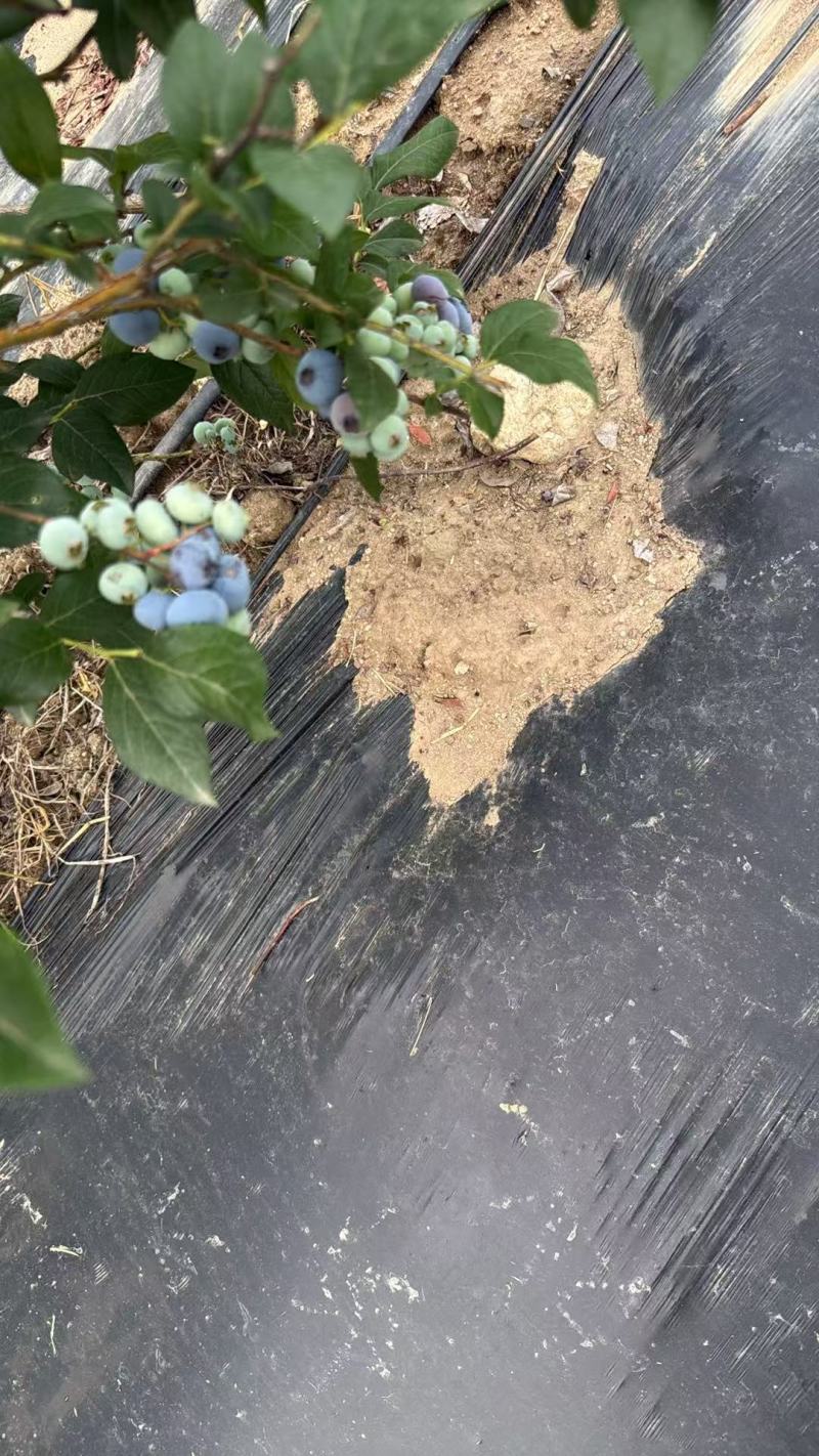 加工果蓝莓，瑞卡蓝莓，欢迎客商前来采购！支持视频看货