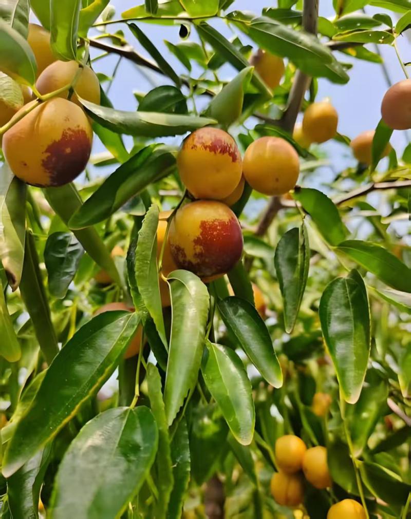 【大荔冬枣】大荔县冬枣/陕西冬枣/鲜冬枣/精选大果三包