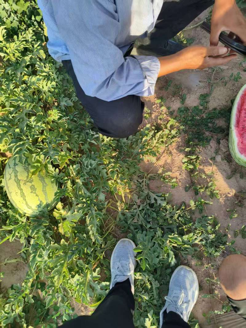 宁夏沙土地西瓜，大量上市，现摘先发，量大从优