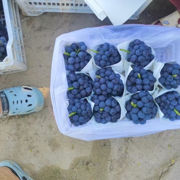 夏黑葡萄河北饶阳葡萄一手货源保质保量对接全国