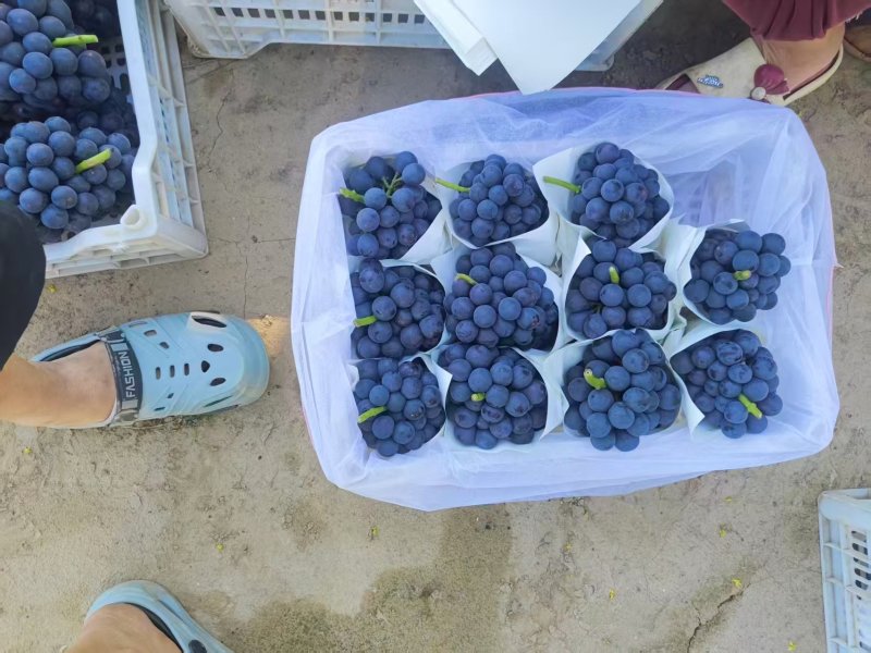 夏黑葡萄河北饶阳葡萄一手货源保质保量对接全国