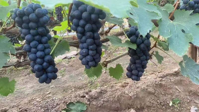 夏黑葡萄河北饶阳葡萄一手货源保质保量对接全国