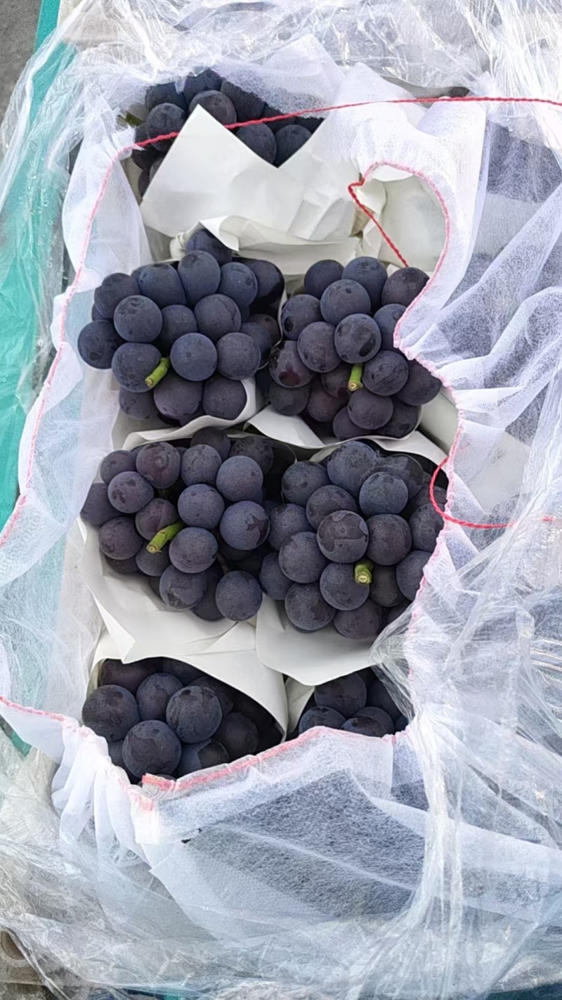 夏黑葡萄河北饶阳葡萄一手货源保质保量对接全国