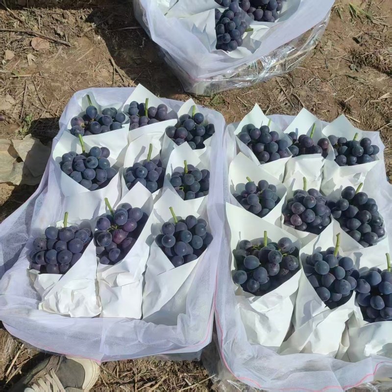 夏黑葡萄河北饶阳葡萄一手货源保质保量对接全国