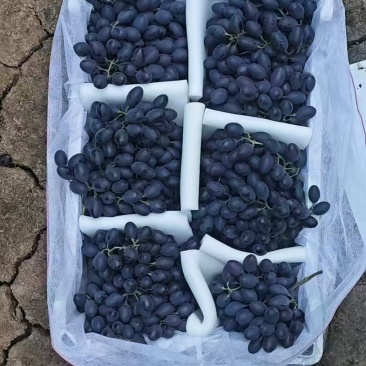 紫甜无核葡萄产地直发品种齐全口感香甜量大优惠
