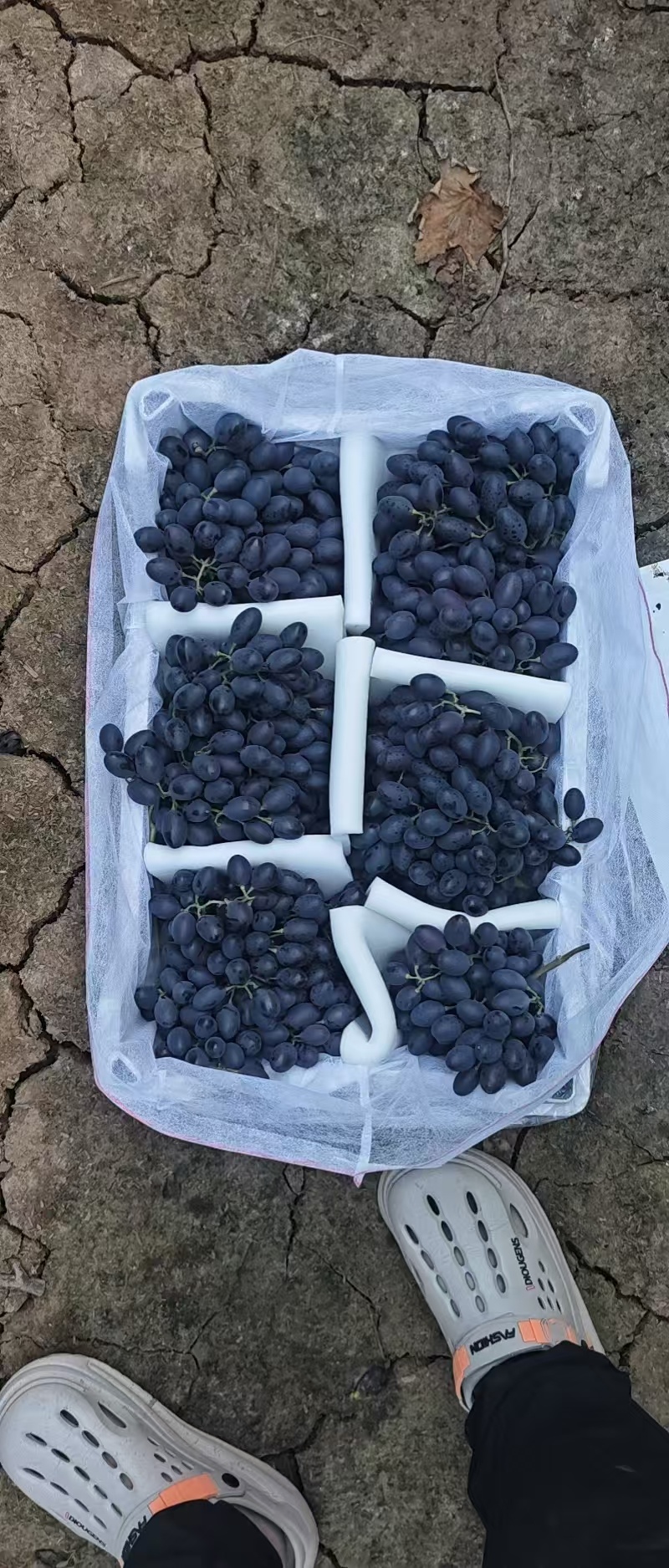 紫甜无核葡萄产地直发品种齐全口感香甜量大优惠
