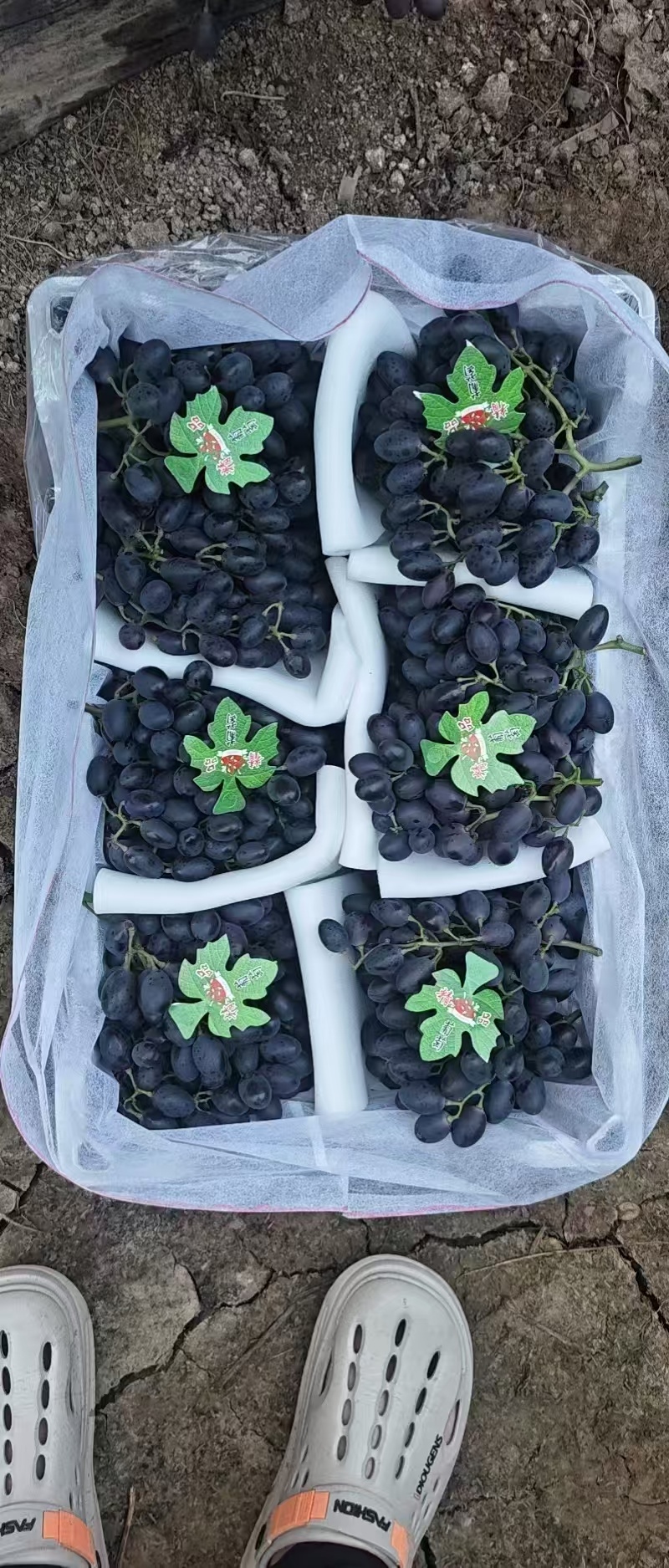 紫甜无核葡萄产地直发品种齐全口感香甜量大优惠