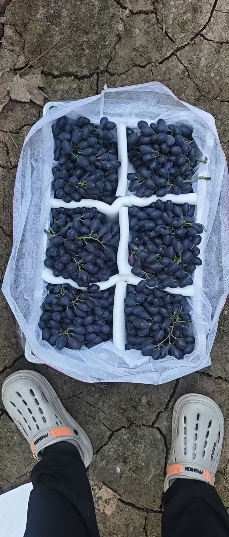 紫甜无核葡萄产地直发品种齐全口感香甜量大优惠
