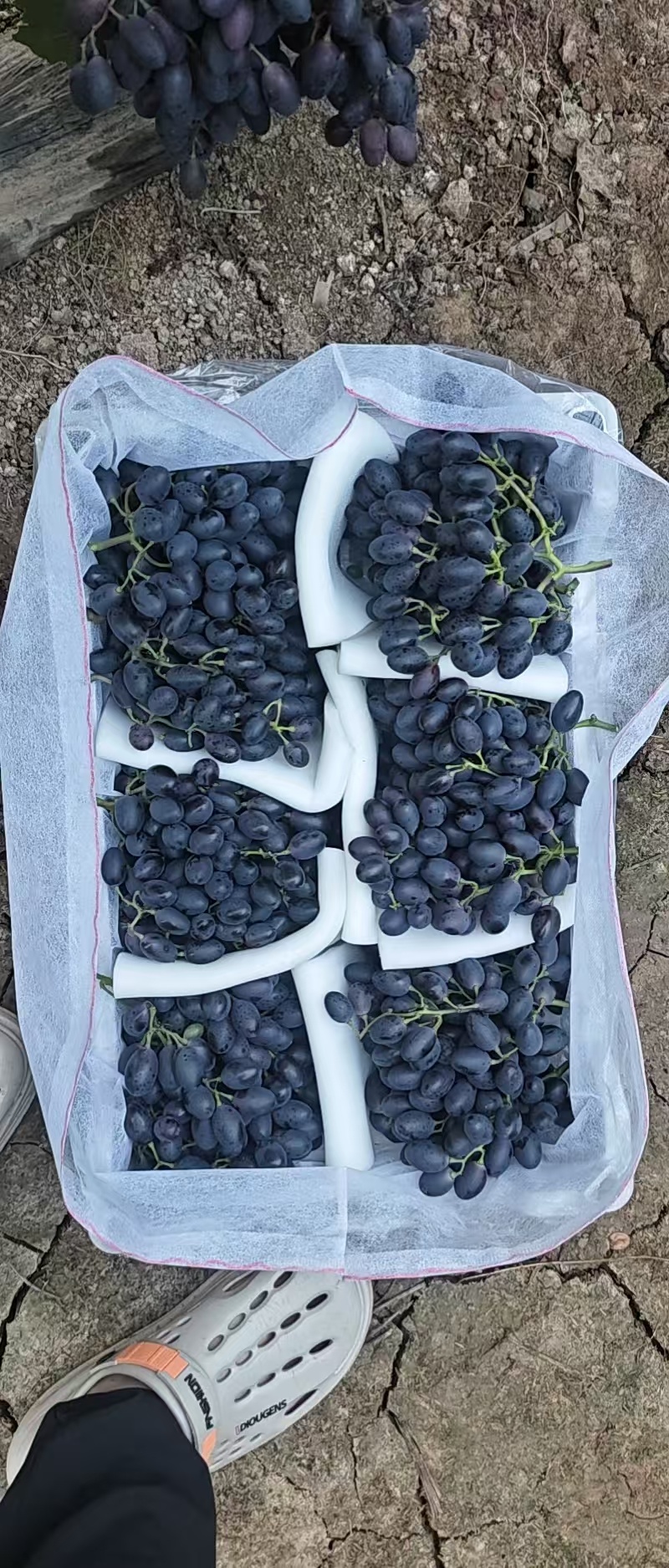 紫甜无核葡萄产地直发品种齐全口感香甜量大优惠