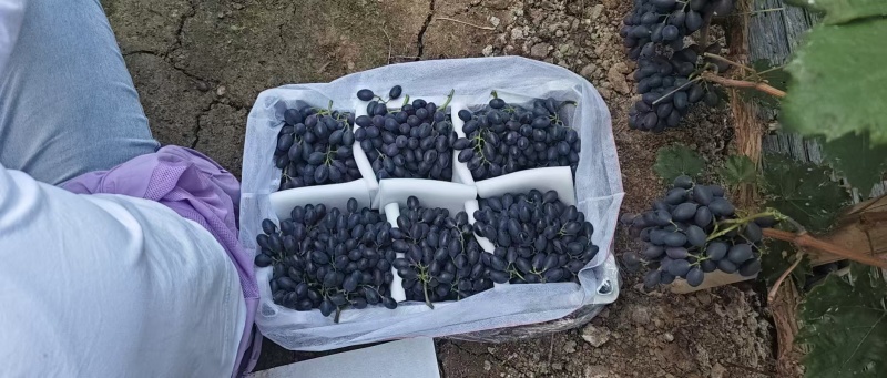 紫甜无核葡萄产地直发品种齐全口感香甜量大优惠