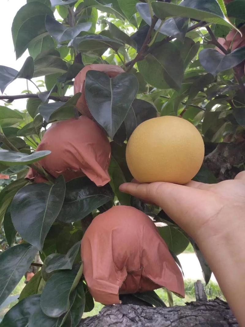 安徽梨新玉梨夏之蜜梨对接电商市场商超可视频看货