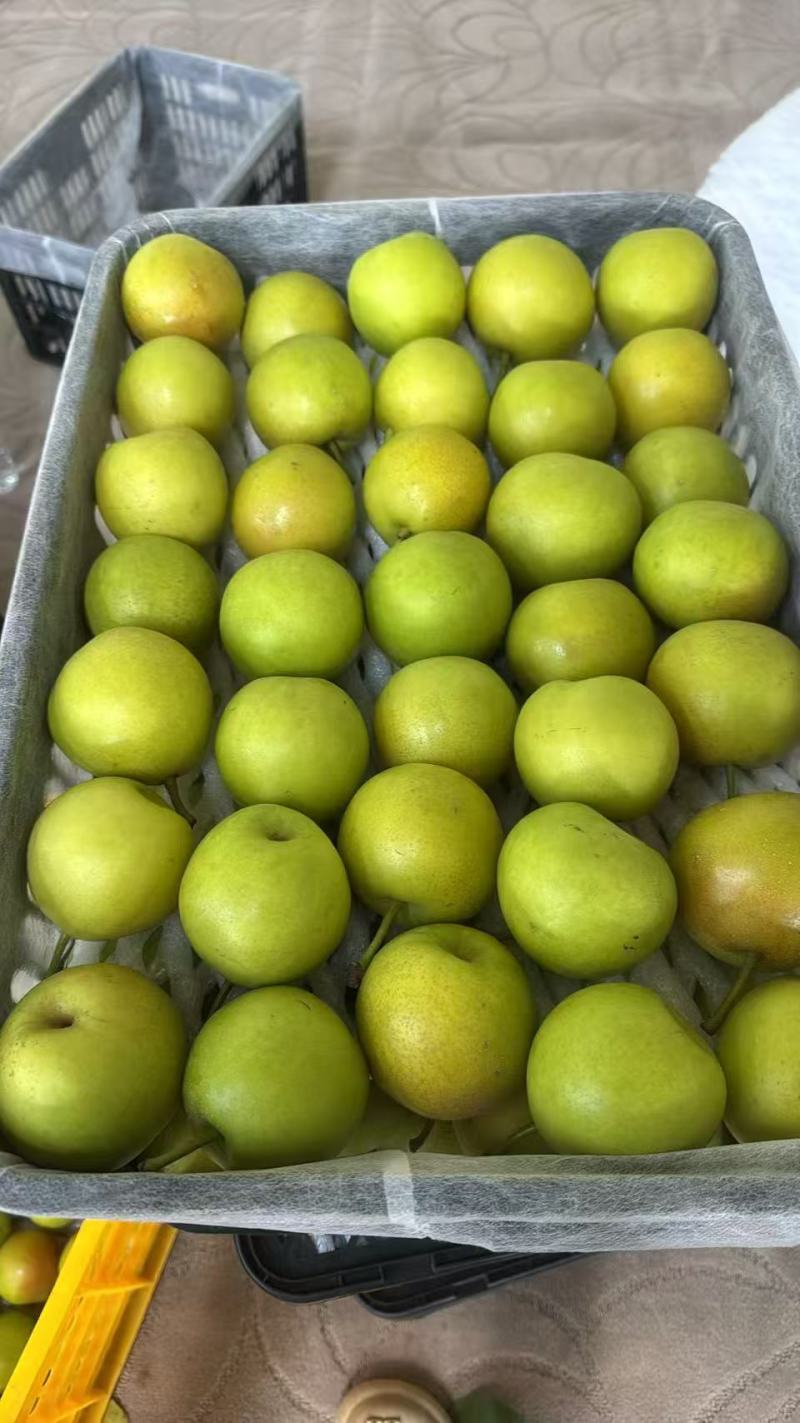 早白蜜梨🍐丁香梨蜜梨产地直发量大从优可对接全国电商市场