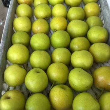 丁香梨🍐早白蜜梨精品蜜梨几十万斤品质保障先到先得对接