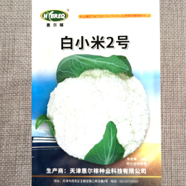 白小米2号松花菜种子中熟细米粒口感甜脆花球洁白抗病高产