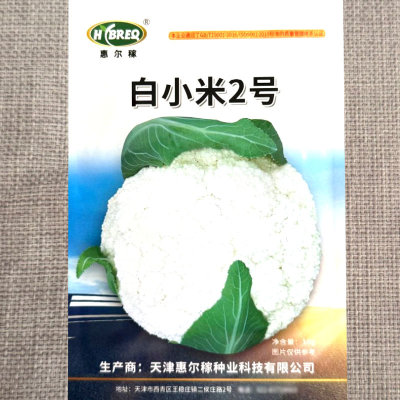 白小米2号松花菜种子中熟细米粒口感甜脆花球洁白抗病高产