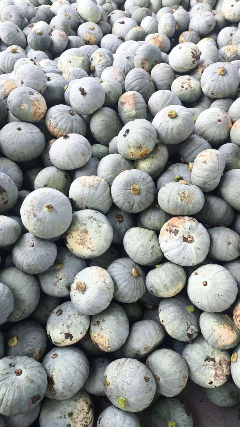银栗南瓜，银板栗南瓜，汉中南产地直发质量保证欢迎联系咨询