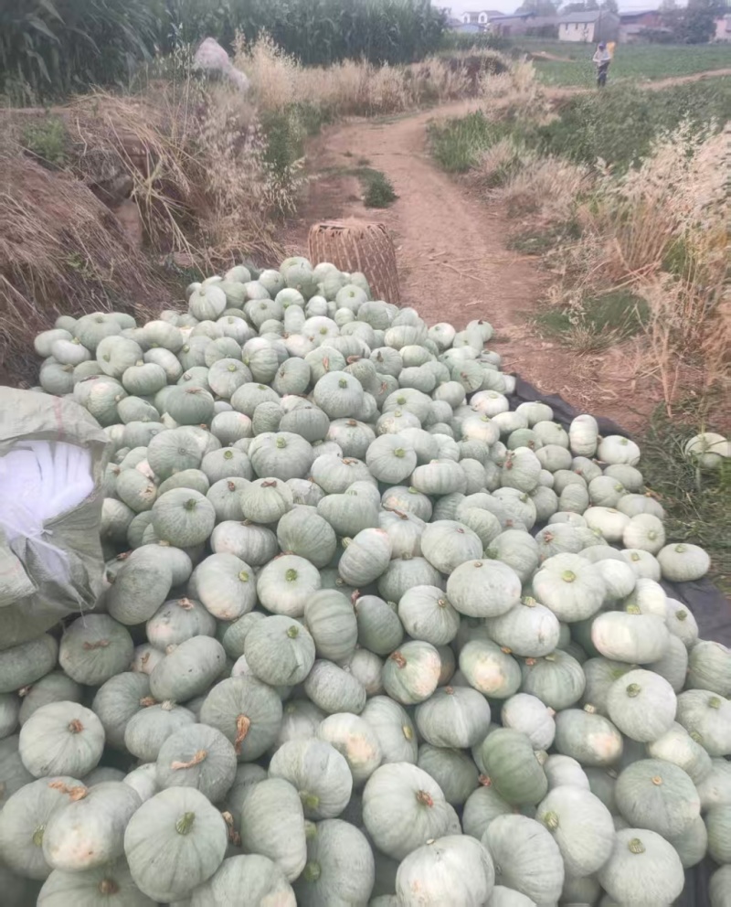 银栗南瓜，银板栗南瓜，汉中南产地直发质量保证欢迎联系咨询