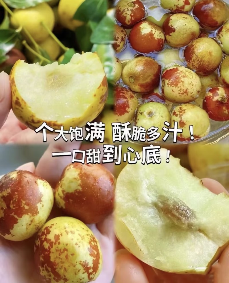 陕西大荔冬枣《产地直发》一件代发电商商超市场大量对接