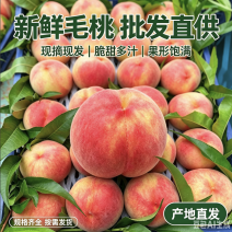 陕西毛桃品种多规格全一手货源全国发货