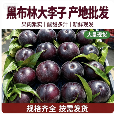 陕西大李子黑布林大李子全国发货一手货源可视频