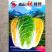 高山甜娃娃菜种子杂交50天大白菜种籽耐寒耐湿耐抽白菜种籽