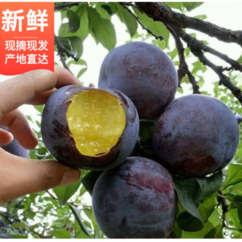 陕西李子黑布林李子基地直发对接电商市场商超