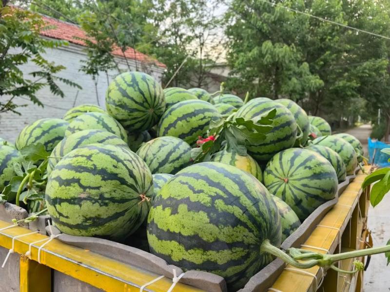 精品美都西瓜基地直发保熟保甜大量有货可视频看货
