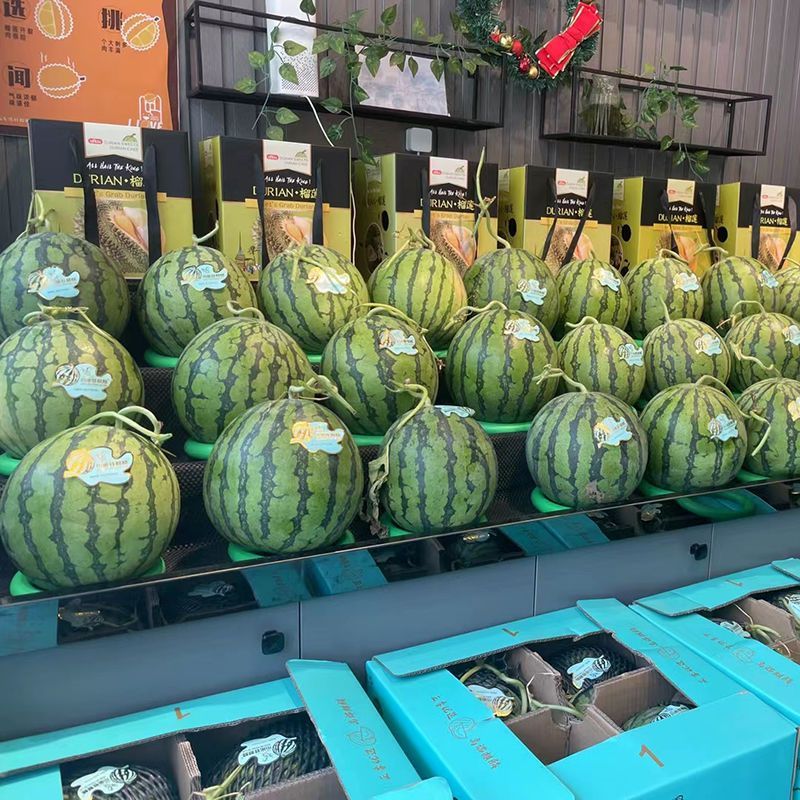 精品美都西瓜基地直发保熟保甜大量有货可视频看货