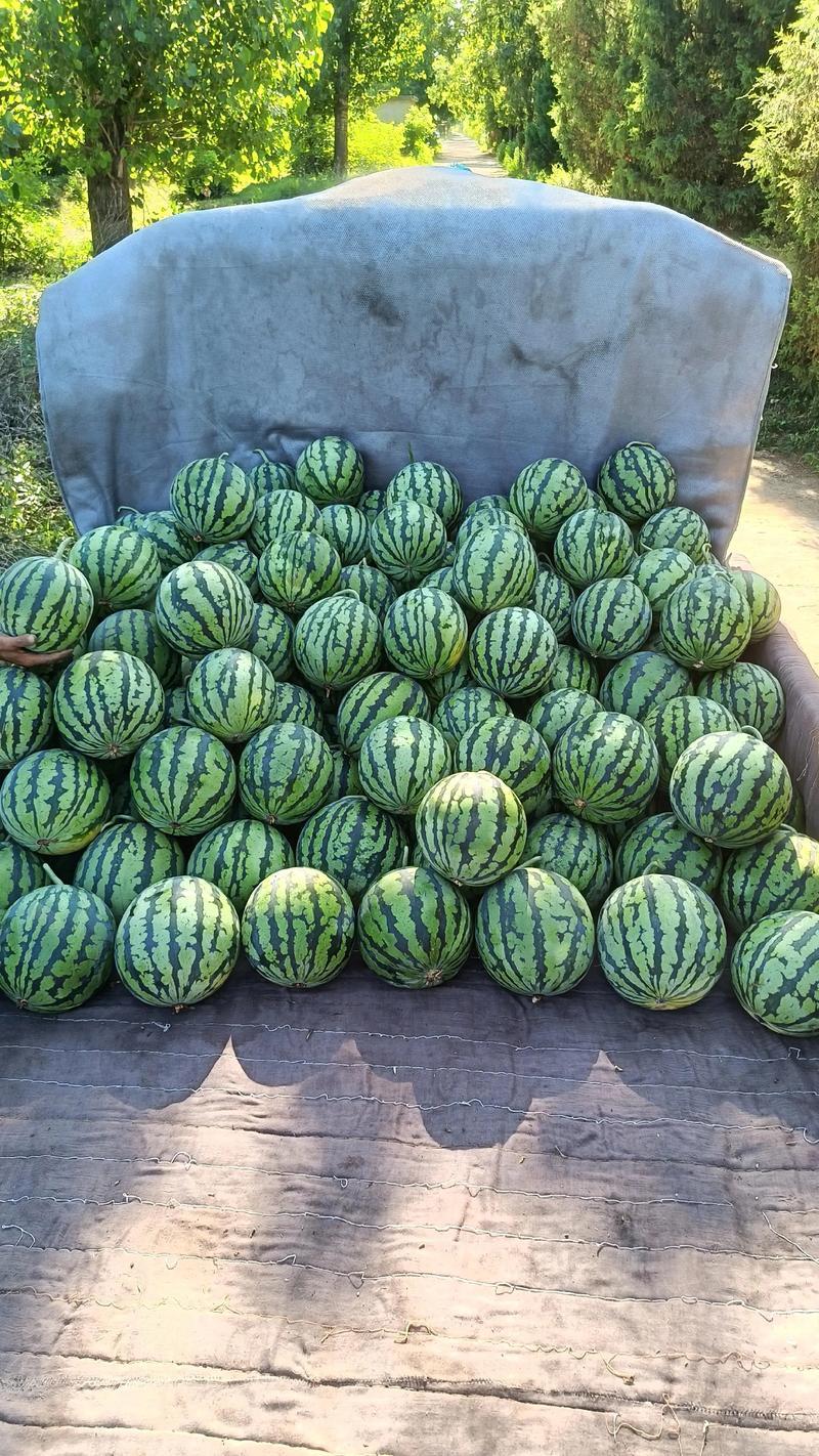 精品麒麟西瓜基地直发大量有货对接电商市场商超