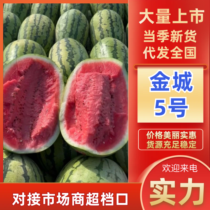 陕西西瓜精品金城5号西瓜对接电商市场商超可视频