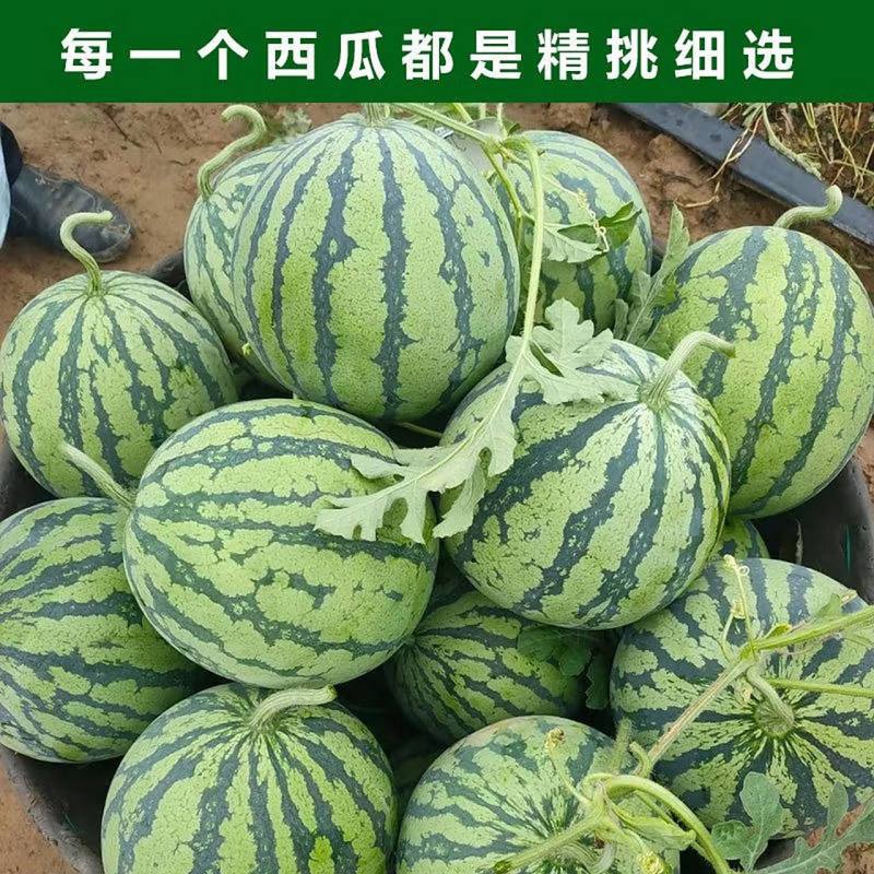 陕西西瓜精品麒麟西瓜保熟保甜对接电商市场商超