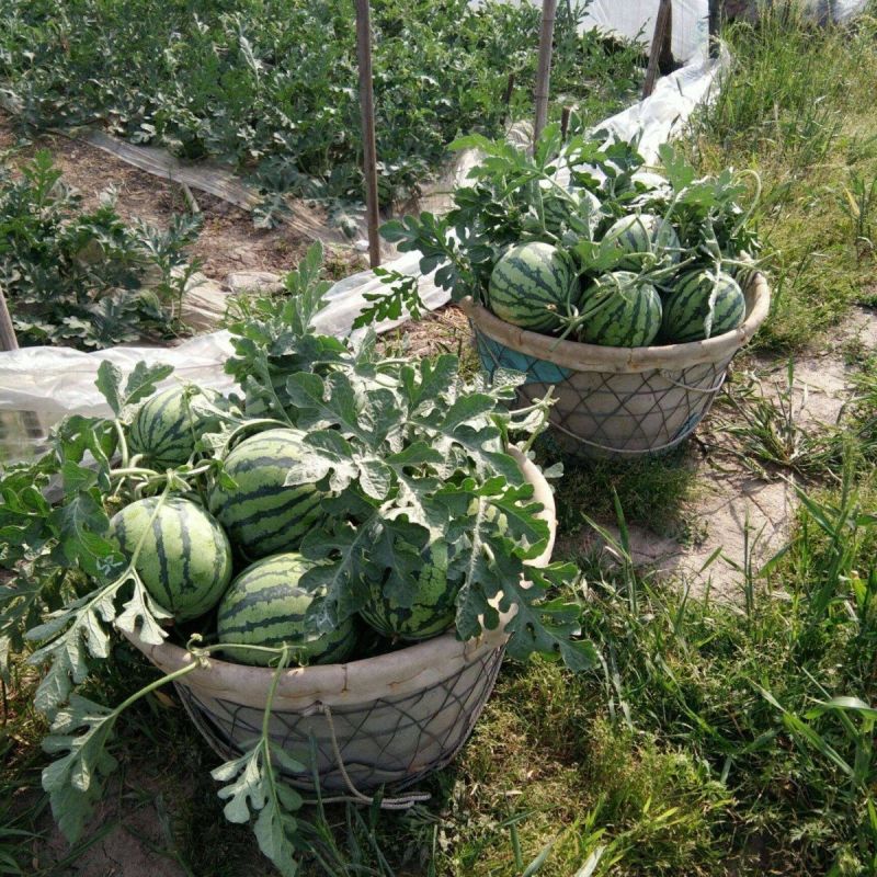 陕西西瓜精品美都西瓜对接电商市场商超可视频看货