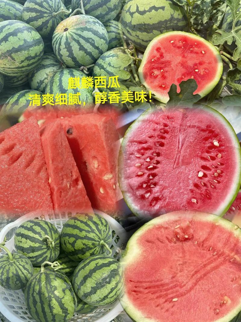 陕西西瓜精品美都西瓜对接电商市场商超可视频看货