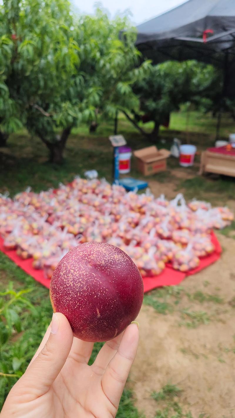 陕西油桃规格全品种多全国发货可视频看货保质量
