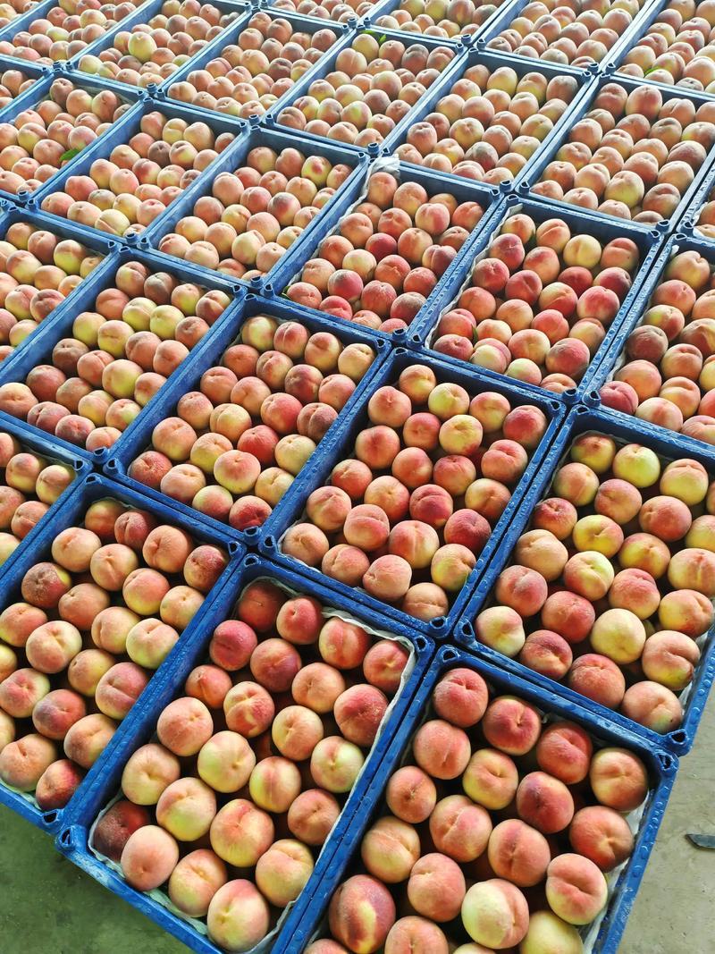 精品毛桃陕西毛桃品种多全基地直发大量有货可视频