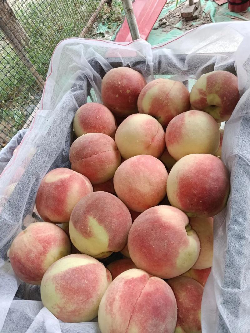 精品毛桃陕西毛桃品种多全基地直发大量有货可视频