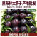 陕西李子黑布林李子基地直发对接电商市场商超