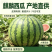 精品麒麟西瓜基地直发大量有货对接电商市场商超