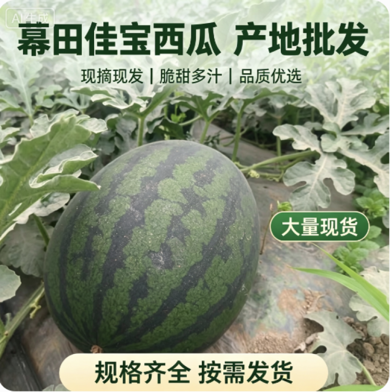 幕田佳宝西瓜黑无籽西瓜基地直发对接电商市场商超