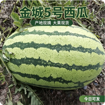 金城5号西瓜基地直发对接电商市场商超保熟保甜