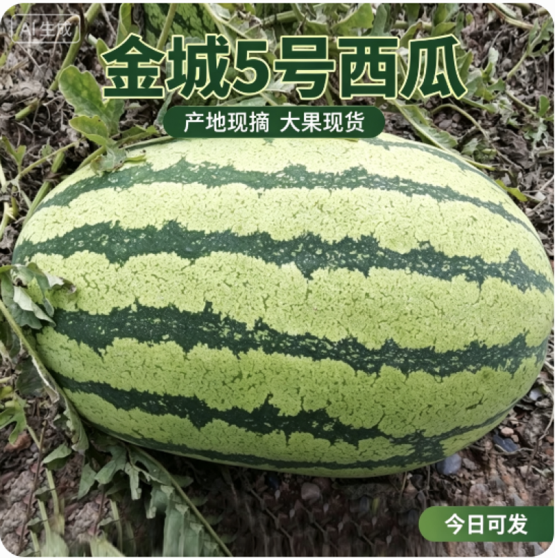 金城5号西瓜基地直发对接电商市场商超保熟保甜