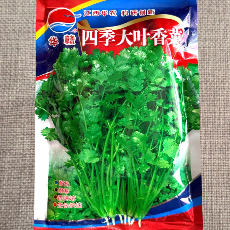四季大叶香菜种子耐寒耐热耐抽苔四季大田基地蔬菜种子