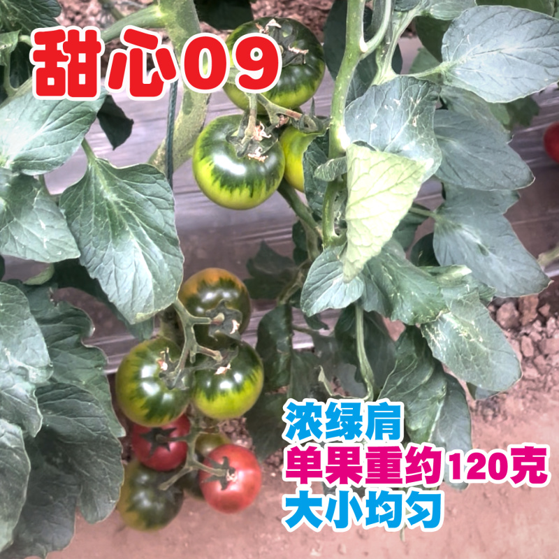 草莓柿子种子酸甜果绿西红柿种籽青肩铁皮番茄甜心09