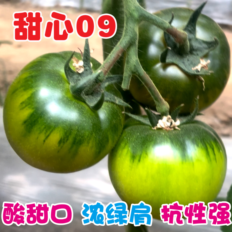 草莓柿子种子酸甜果绿西红柿种籽青肩铁皮番茄甜心09
