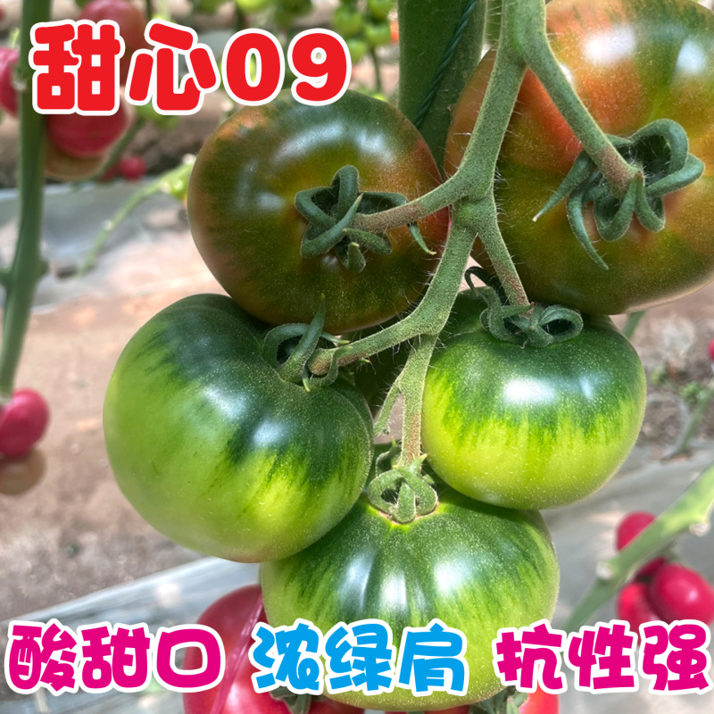 草莓柿子种子酸甜果绿西红柿种籽青肩铁皮番茄甜心09
