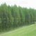 中山杉