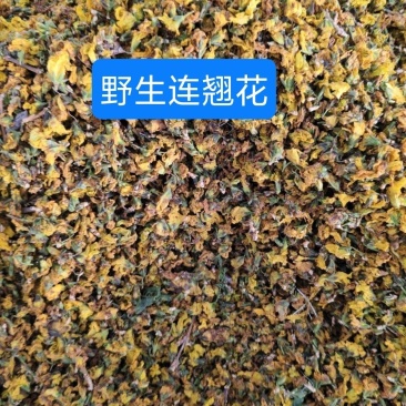 大自然的馈赠野生连翘花干花自然晾晒***