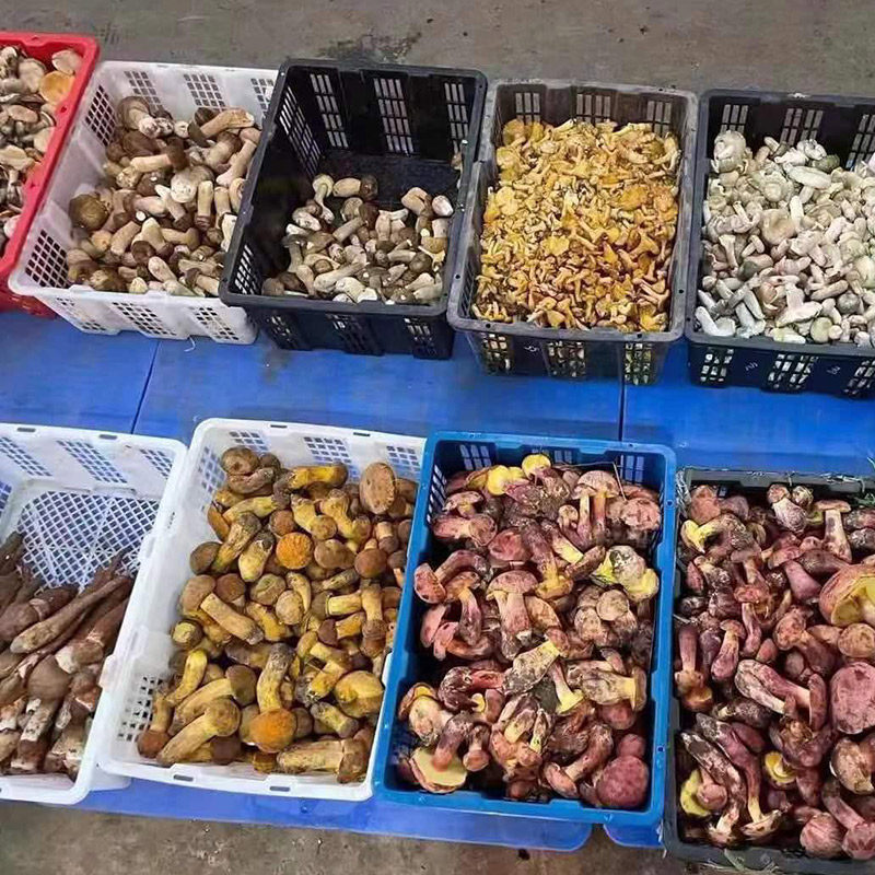 云南新鲜野生菌组合杂菌牛肝菌鸡枞荔枝菌松茸青头菌火锅蘑菇