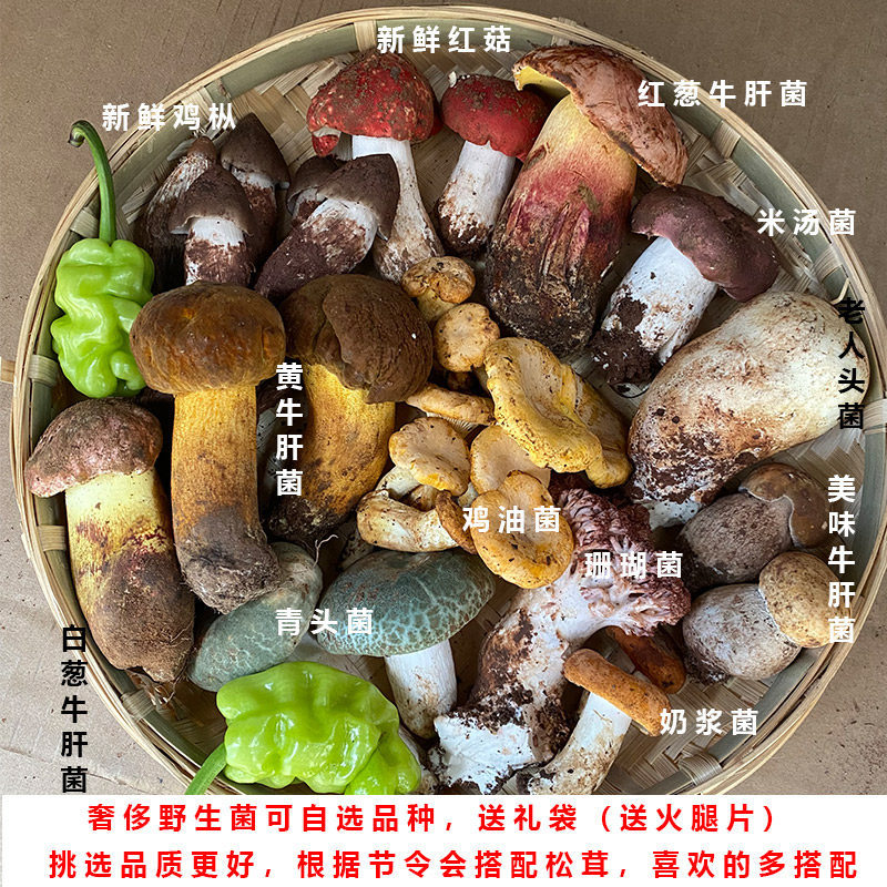 云南新鲜野生菌组合杂菌牛肝菌鸡枞荔枝菌松茸青头菌火锅蘑菇