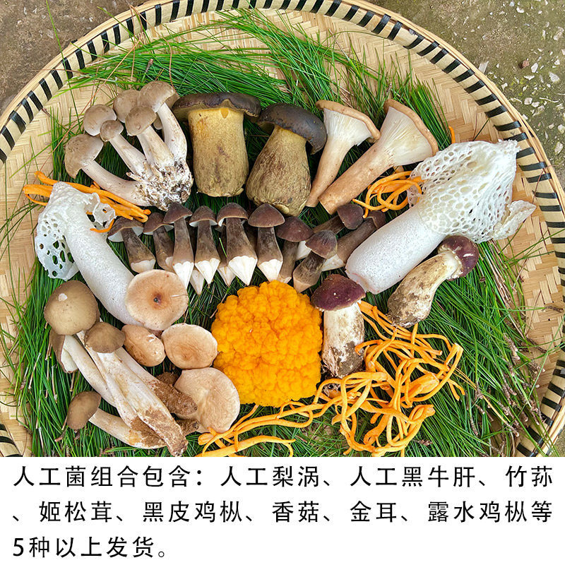 云南新鲜野生菌组合杂菌牛肝菌鸡枞荔枝菌松茸青头菌火锅蘑菇